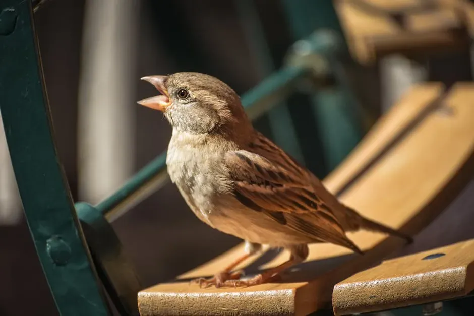 Rewiring Behavior: How Birds Adjust to Urban Noise and Light (Image Credits: Pexels)
