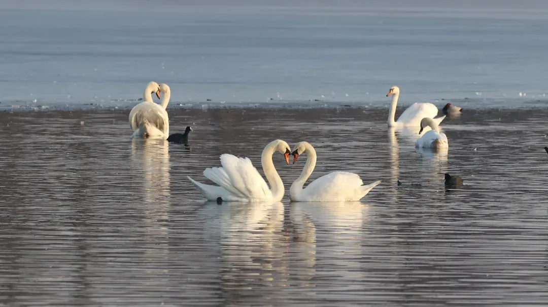 #4 Cancer: The Swan (Image Credits: Unsplash)