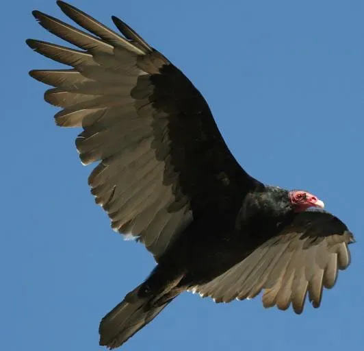 Virgo: The Overcritical Vulture (Image Credits: Flickr)