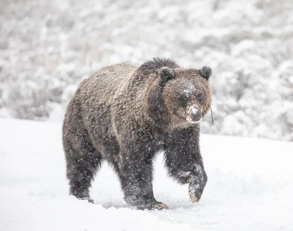 #3 &ndash; The Grizzly Bear Who Becomes a Different Animal at One Particular Footstep (Image Credits: Flickr)