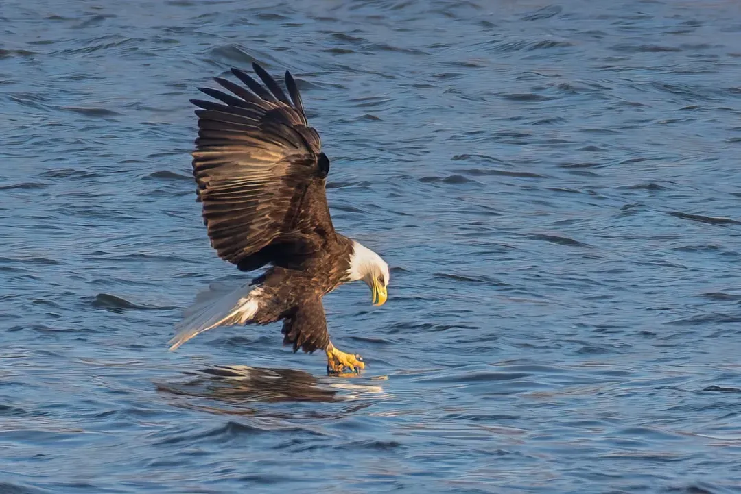 Why These Eagles Captivate Us (Image Credits: Unsplash)