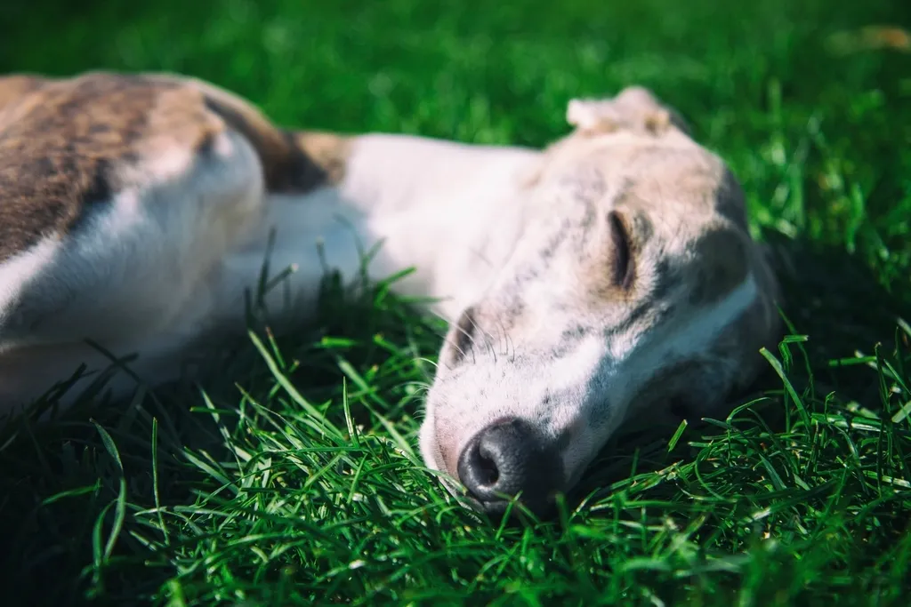 #22 - Whippet: The Greyhound's Quieter Cousin (Settles Extremely Fast) (Image Credits: Rawpixel)