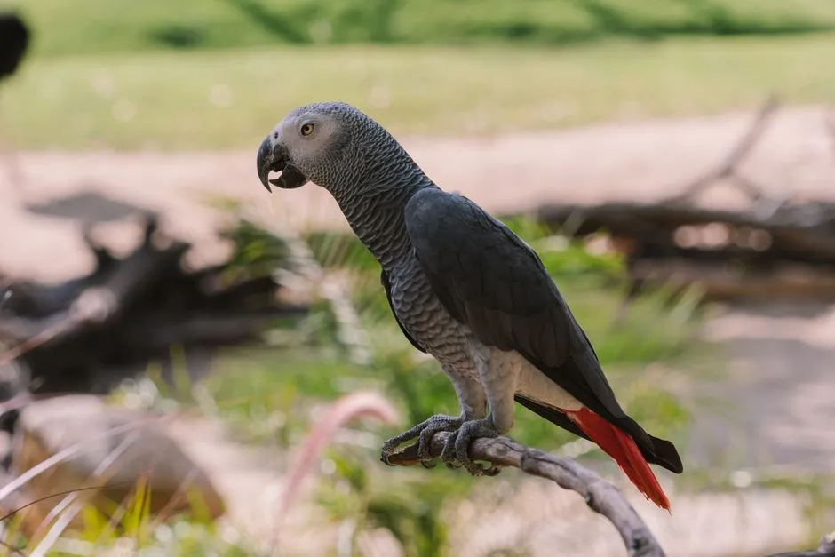 #8 What private rehearsal reveals about the parrot mind (Image Credits: Pexels)