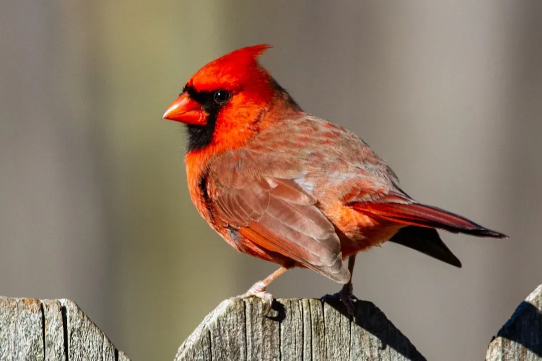 #9 - Northern Cardinals Appear at Dawn Before Severe Weather (Image Credits: Unsplash)