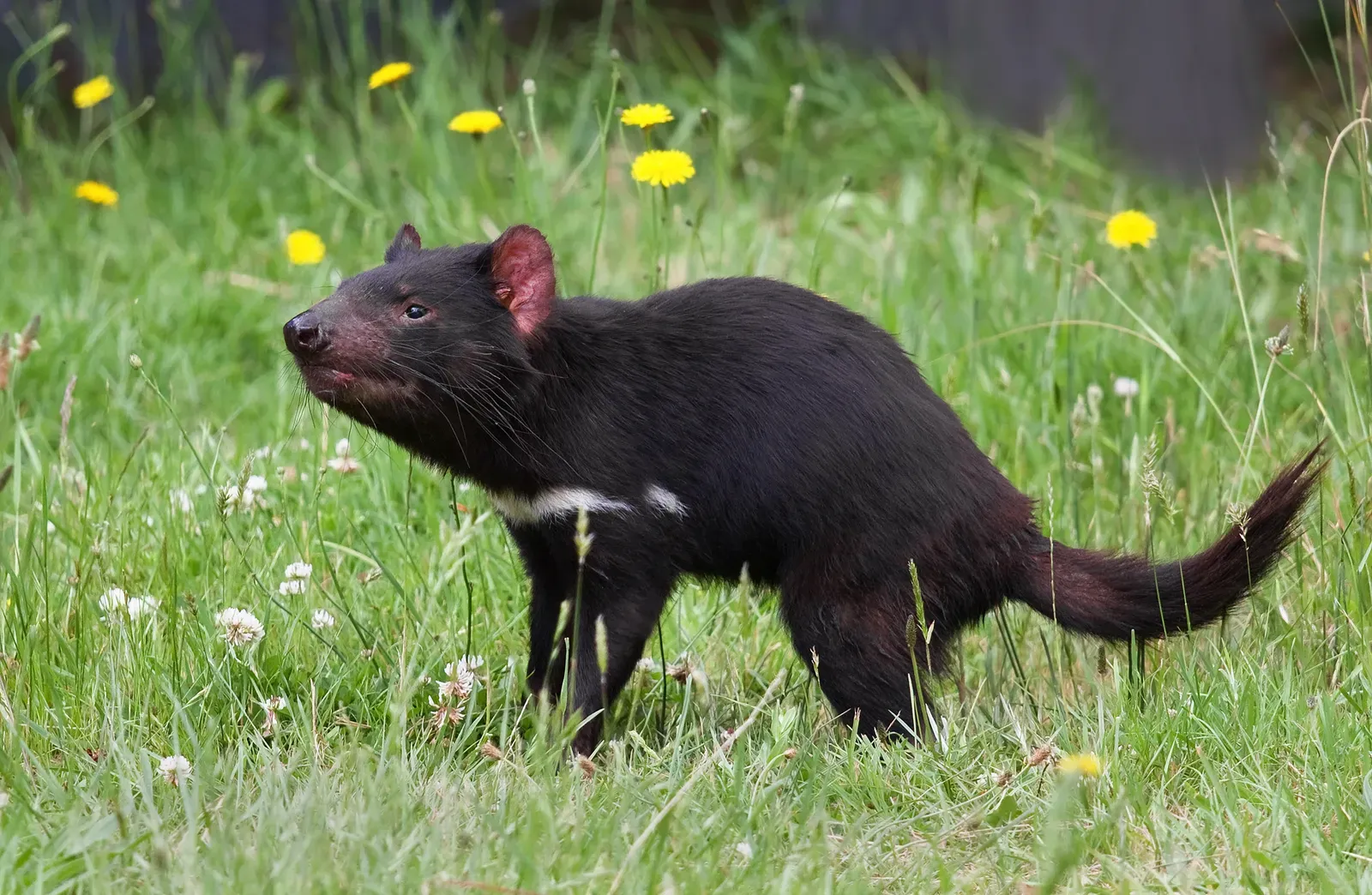 Their Tails Work Like Built-In Fuel Tanks (Image Credits: Wikimedia)