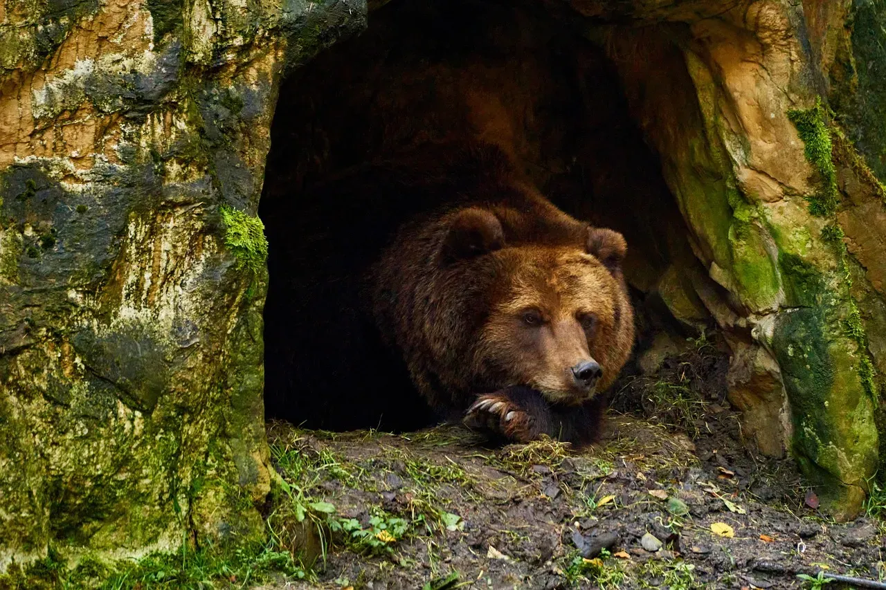 Hibernation, Renewal, and the Cycle of Life (Image Credits: Pixabay)