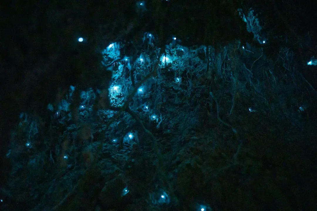 Glowworms (Image Credits: Unsplash)