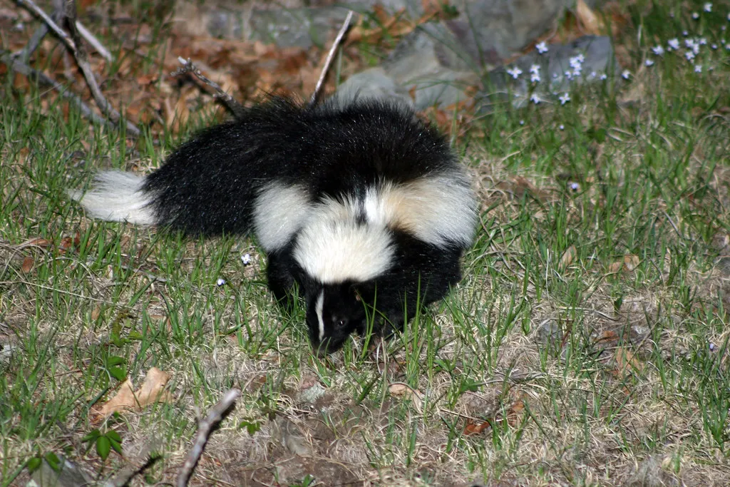 3. The Striped Skunk: Beautiful From a Distance, Unforgettable Up Close (Image Credits: Flickr)