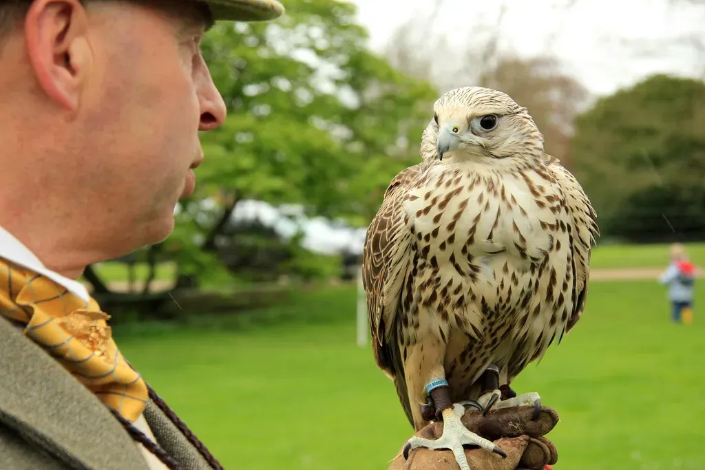 1. Some Birds Can Literally Sleep With One Eye Open (Karen Roe, Flickr, CC BY 2.0)
