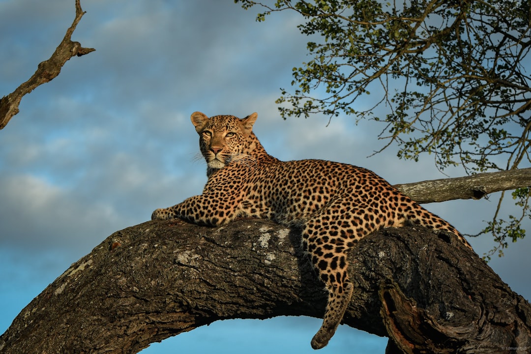 Regional Variations in Leopard Behavior (Image Credits: Unsplash)