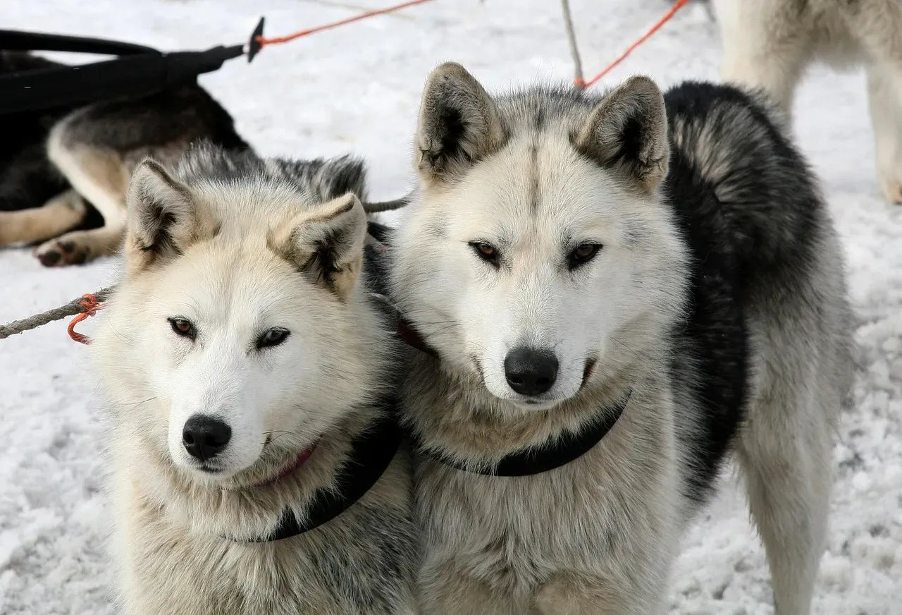 Balto: The Sled Dog Who Raced Against Death (Image Credits: Pixabay)