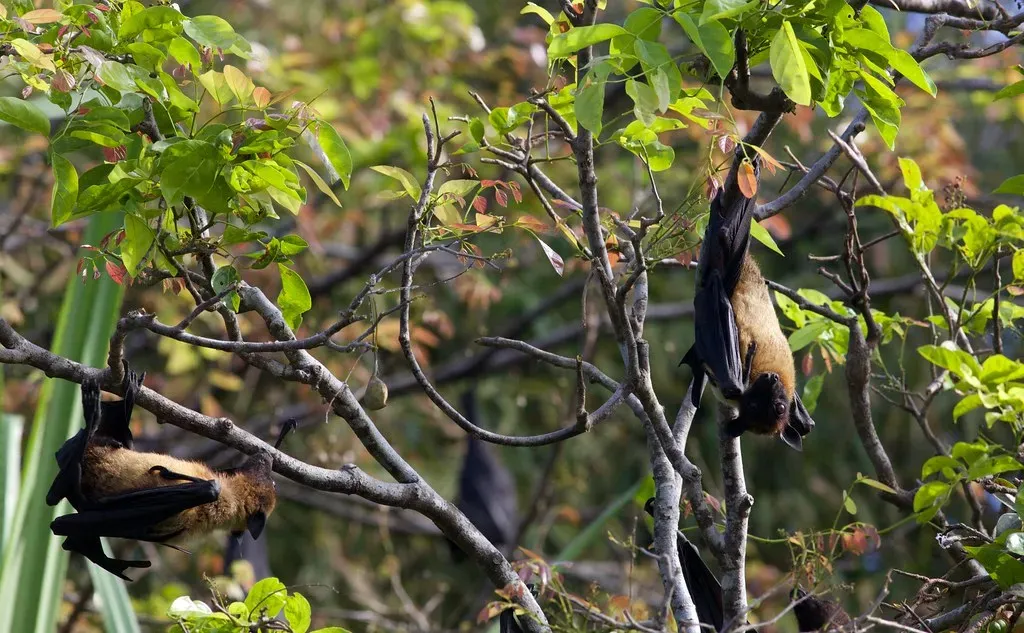 #10: Bats Hang Upside Down for a Very Clever Reason (string_bass_dave, Flickr, CC BY-SA 2.0)