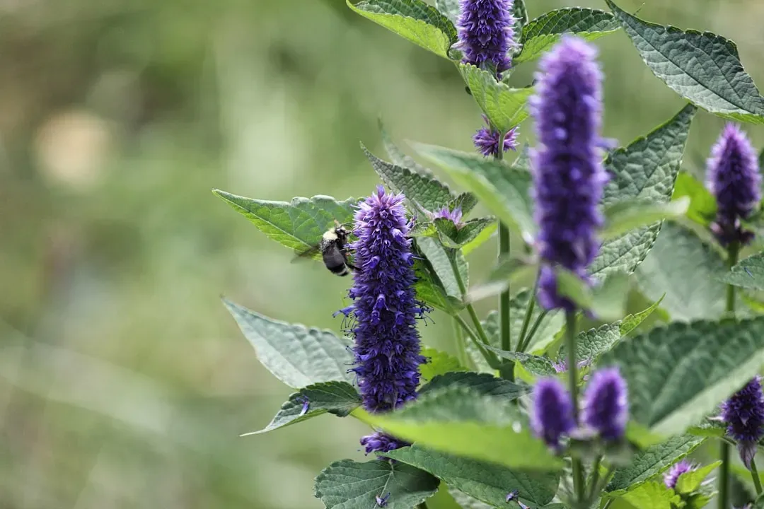 #8 - Anise Hyssop: The Native That Quietly Outlasts Flashier Imported Options (Image Credits: Unsplash)