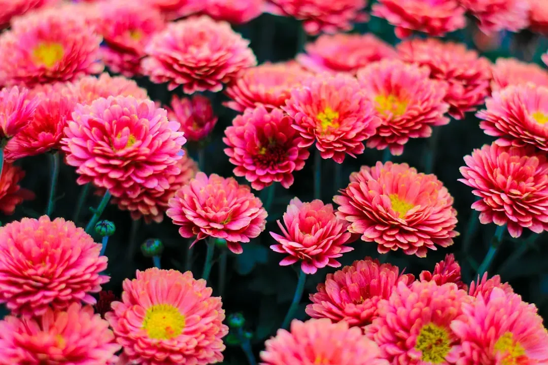 5. Asters: The Late Bloomers That Keep the Party Going (Image Credits: Unsplash)