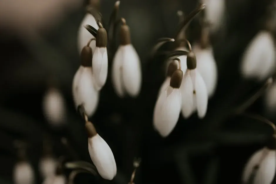 Capricorn (December 22 – January 19): Carnation or Snowdrop (Image Credits: Pexels)