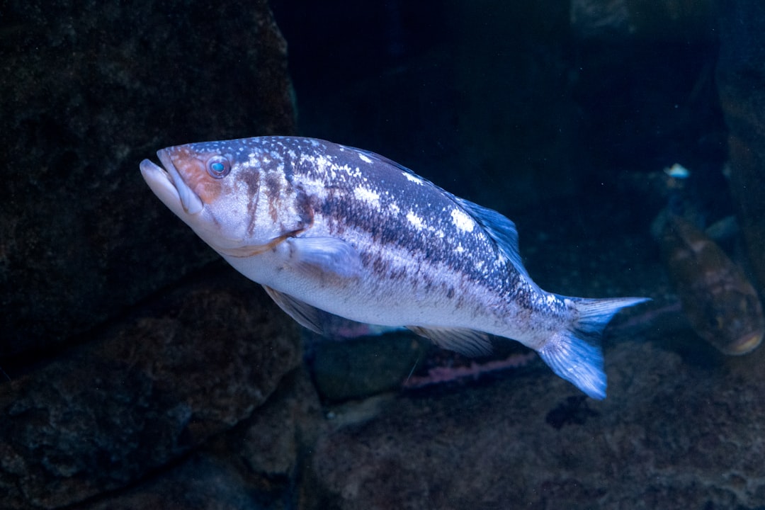 Menominee Nation and the Ancient Sturgeon (Image Credits: Unsplash)