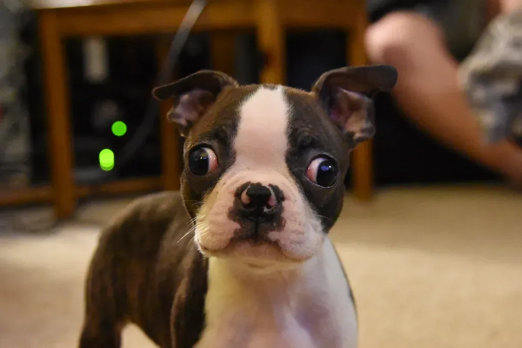 They Check Your Face Before Reacting to Something New (JamesInOregon, Flickr, CC BY 2.0)
