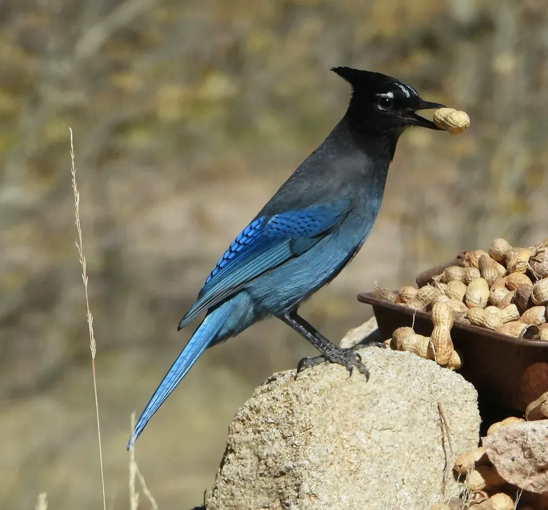 A Single Blue Jay Can Plant Thousands of Oak Trees (Image Credits: Unsplash)