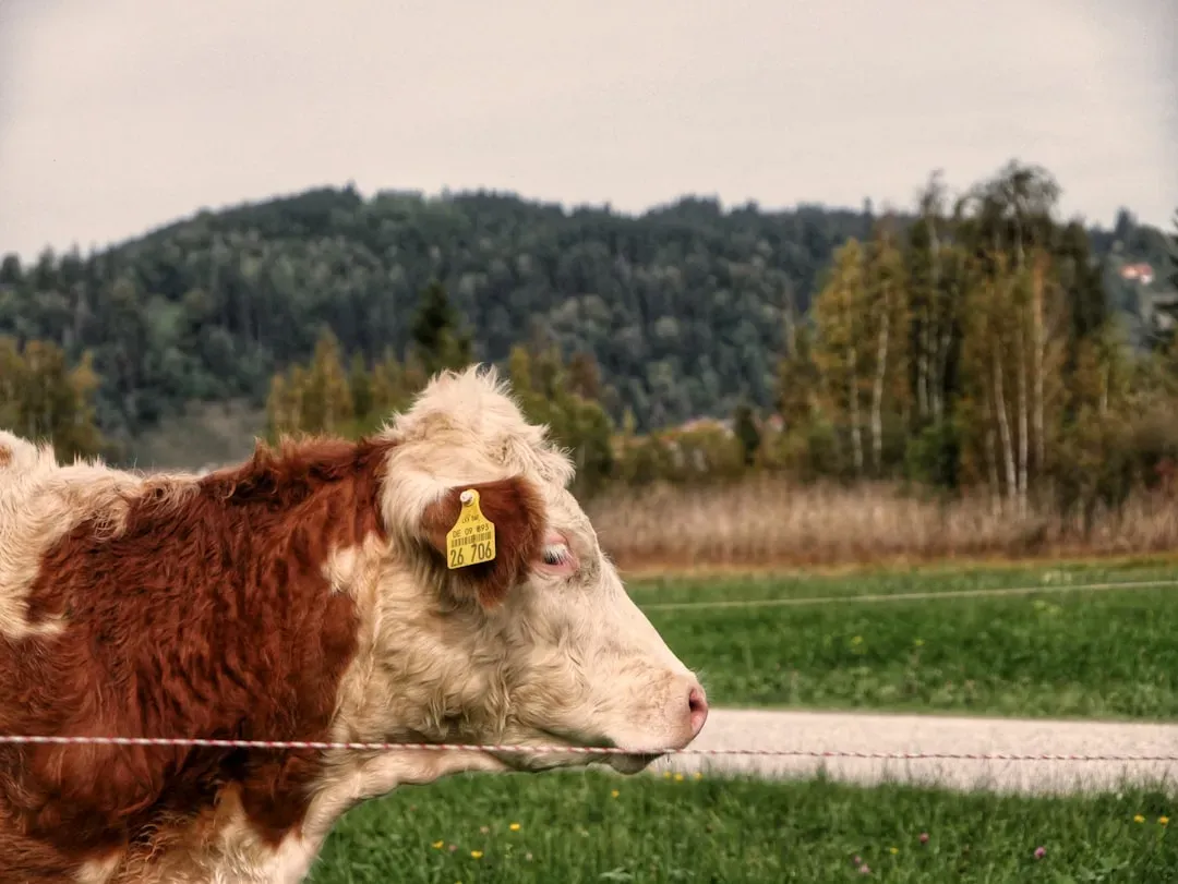 14. Olive the Cow: Four Months Alone in the Woods (Image Credits: Unsplash)