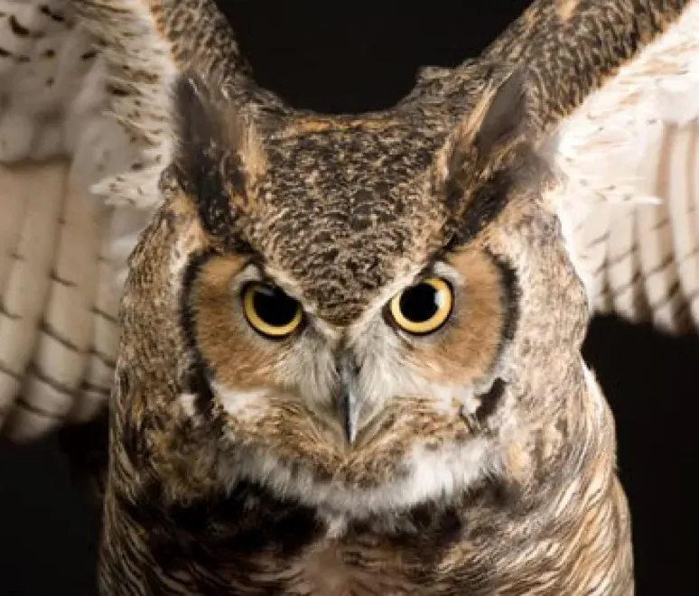 Sagittarius: The Owl's Visionary Guidance (Image Credits: Flickr)