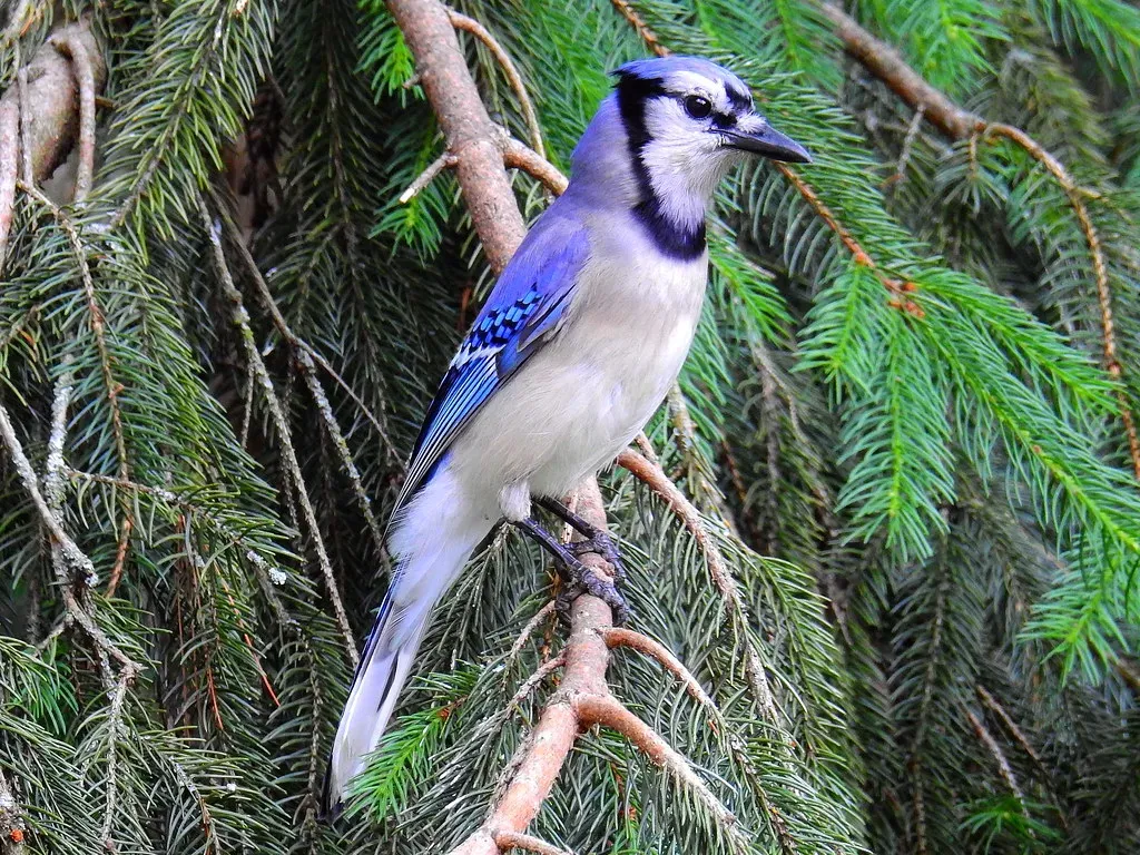 12. Blue Jay: The Misunderstood Sentinel (kengi2000, Flickr, CC BY 2.0)