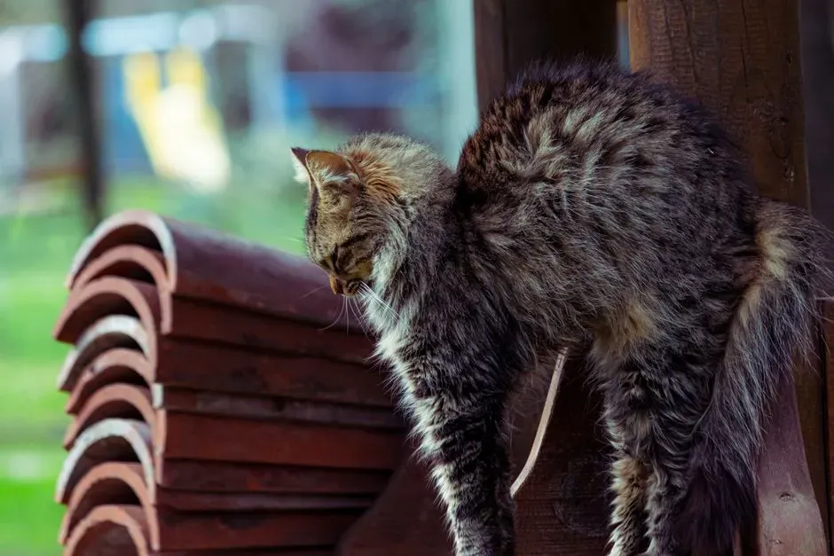 Cats Acting Restless (Image Credits: Pexels)