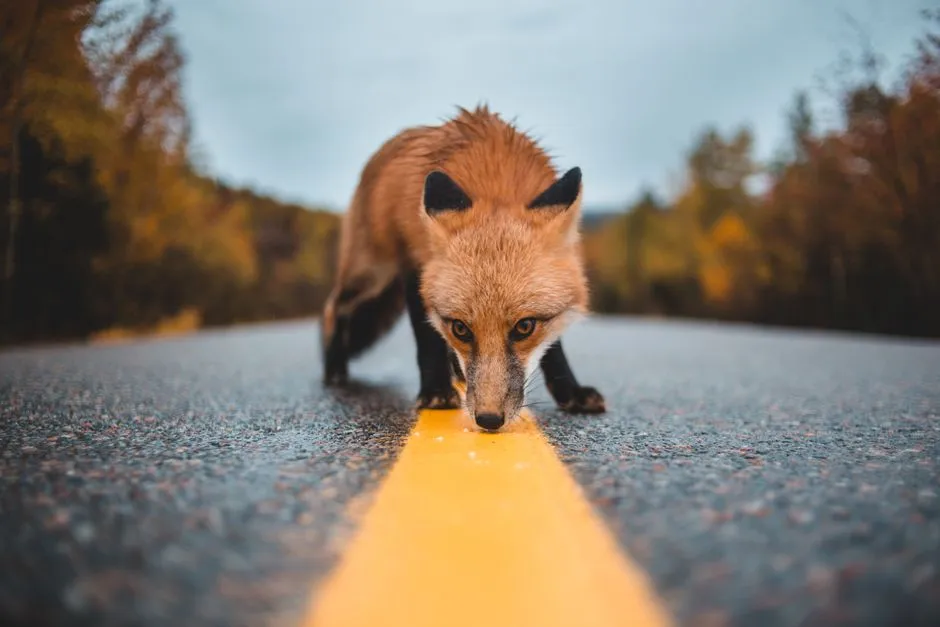 8. Displaying Boldness During Breeding Season (Image Credits: Pexels)