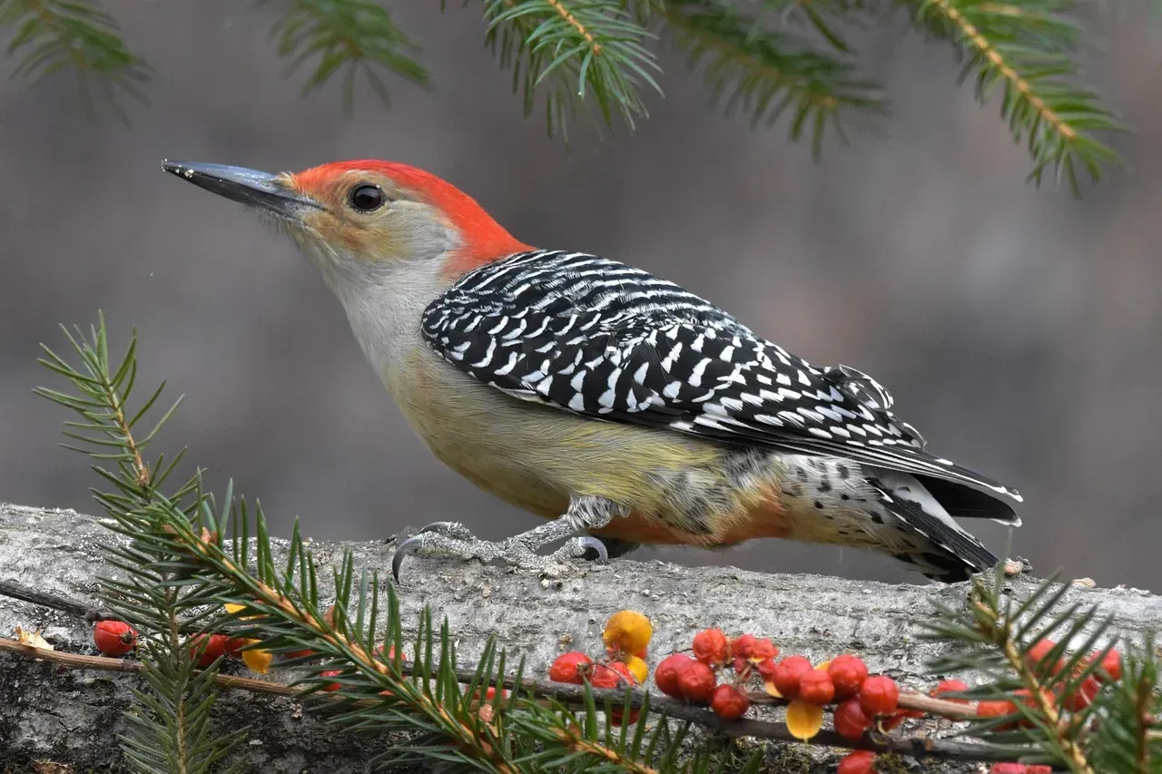 5. The Red-Bellied Woodpecker: The One With the Misleading Name (Image Credits: Pixabay)