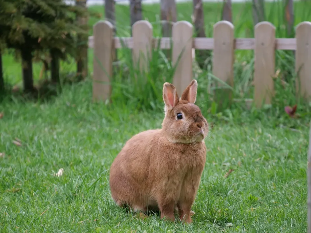 Domestic Rabbits: Fluffy and Frighteningly Vulnerable (Image Credits: Unsplash)
