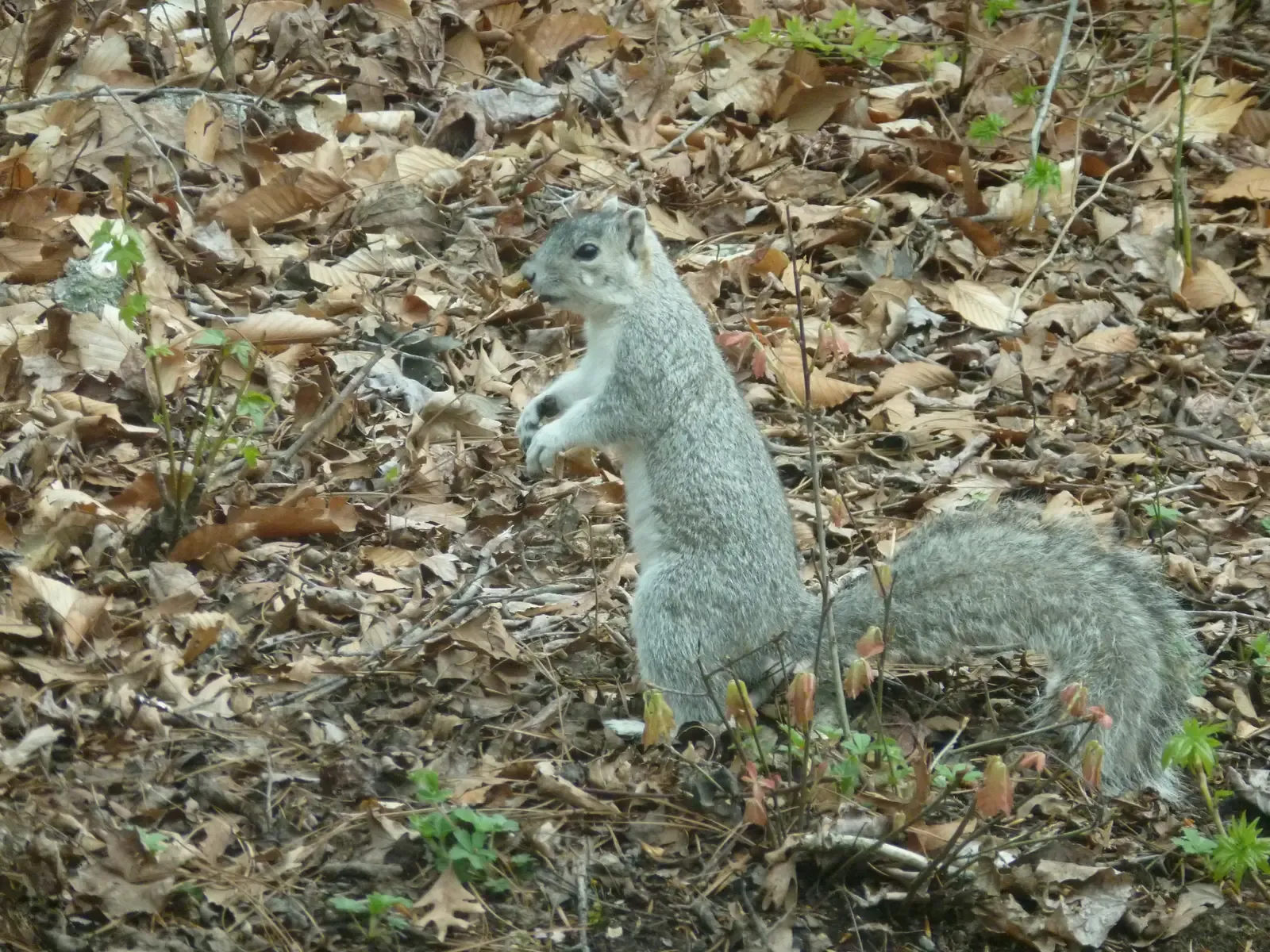 They Live Under Constant Threat (Image Credits: Wikimedia)