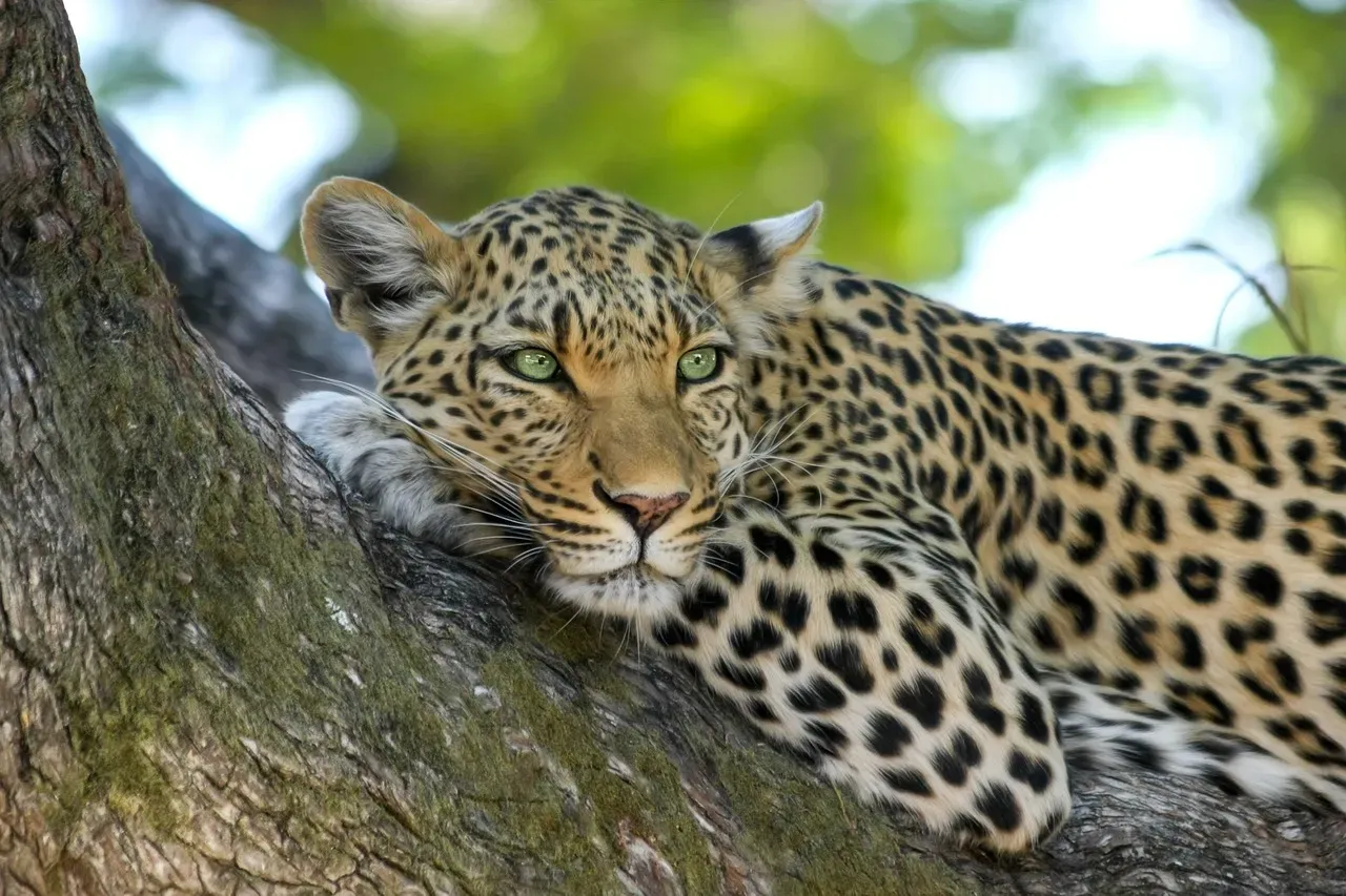 Gemini (May 21 &ndash; June 20): The Leopard (Image Credits: Pixabay)