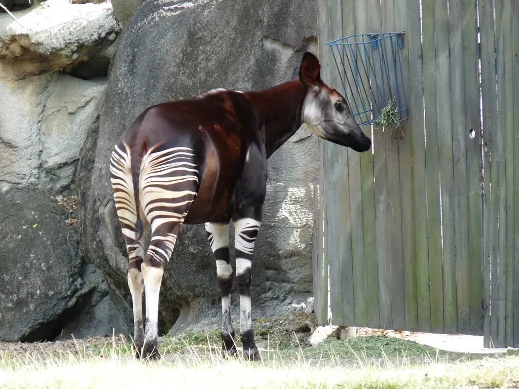 4. Their Stripes Are Actually Brilliant Camouflage (Image Credits: Flickr)