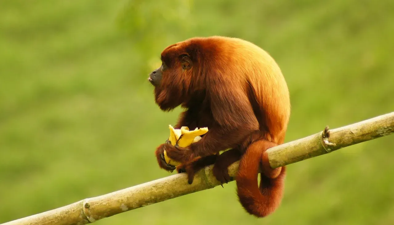 Sagittarius: The Red Howler Monkey (Image Credits: Pixabay)