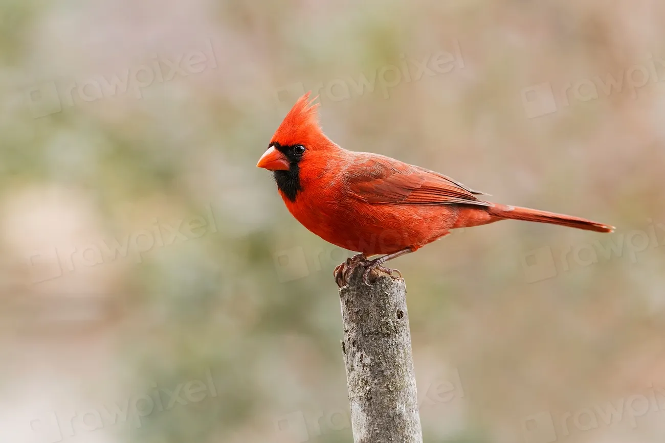 Conclusion: Embracing the Cardinal's Message (Image Credits: Rawpixel)