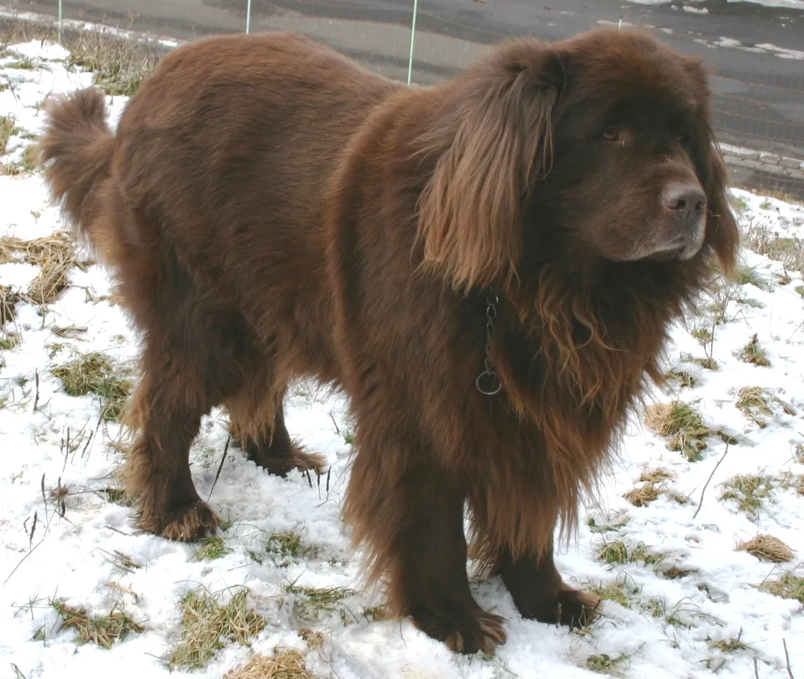 Cancer &ndash; The Newfoundland (From de.wikipedia, originally uploaded by SKern., CC BY-SA 3.0)