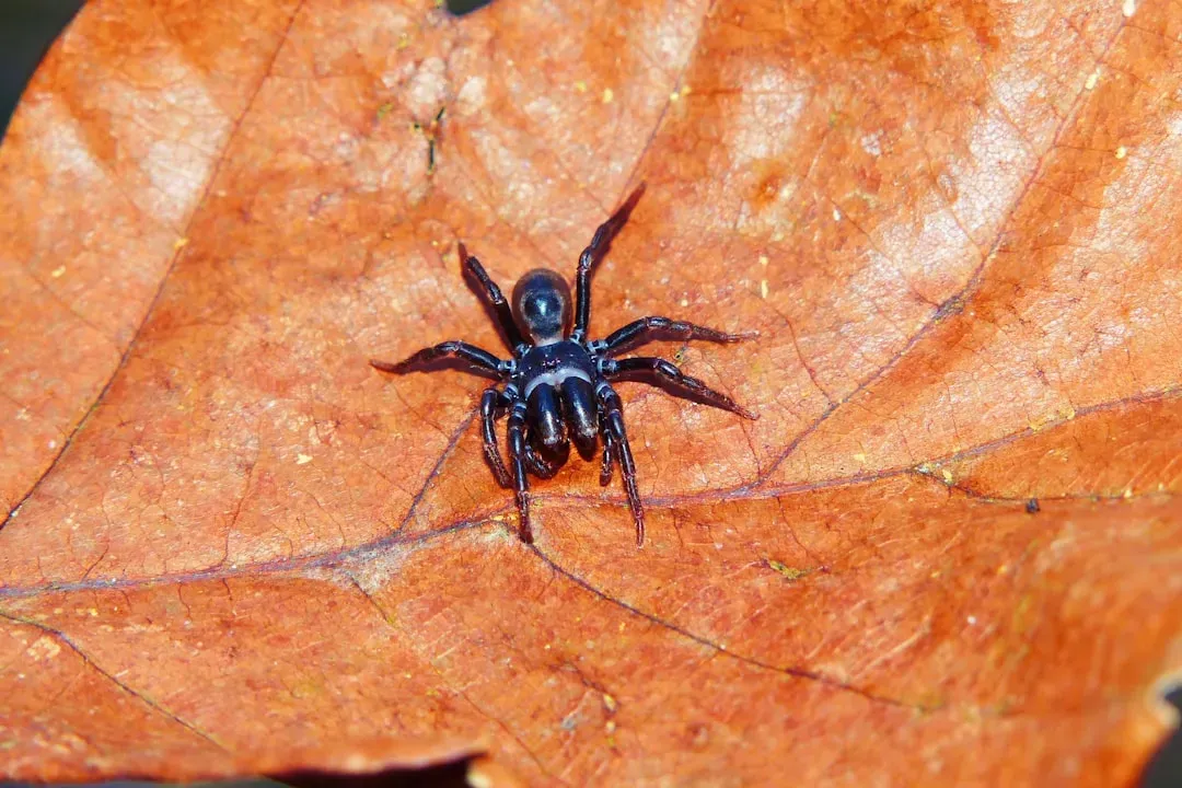 #1: Venomous Spiders - The Quiet Tenants You Never Invited (Image Credits: Unsplash)