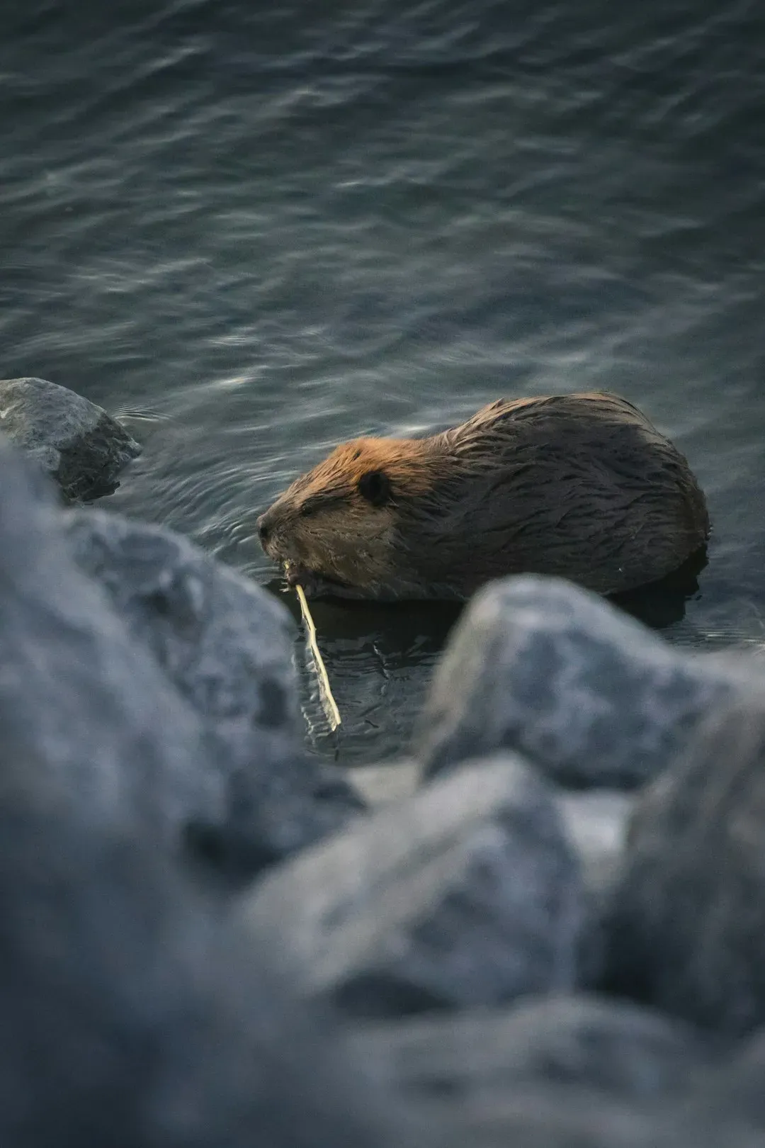 Minnesota: Land of 10,000 Lakes and Countless Beavers (Image Credits: Unsplash)