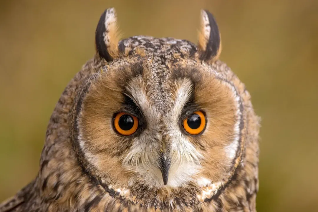 They Can Spin Their Heads Almost All the Way Around (Image Credits: Unsplash)