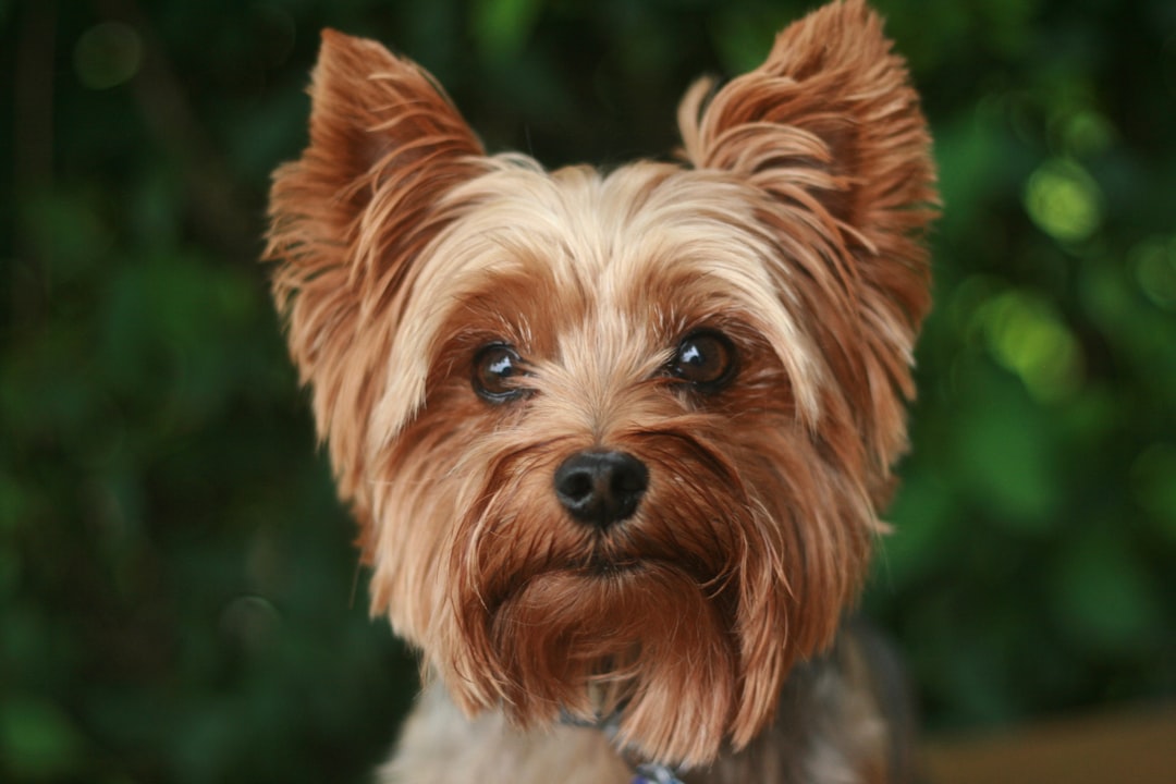 Yorkshire Terrier - The Loyal Shadow (Image Credits: Unsplash)