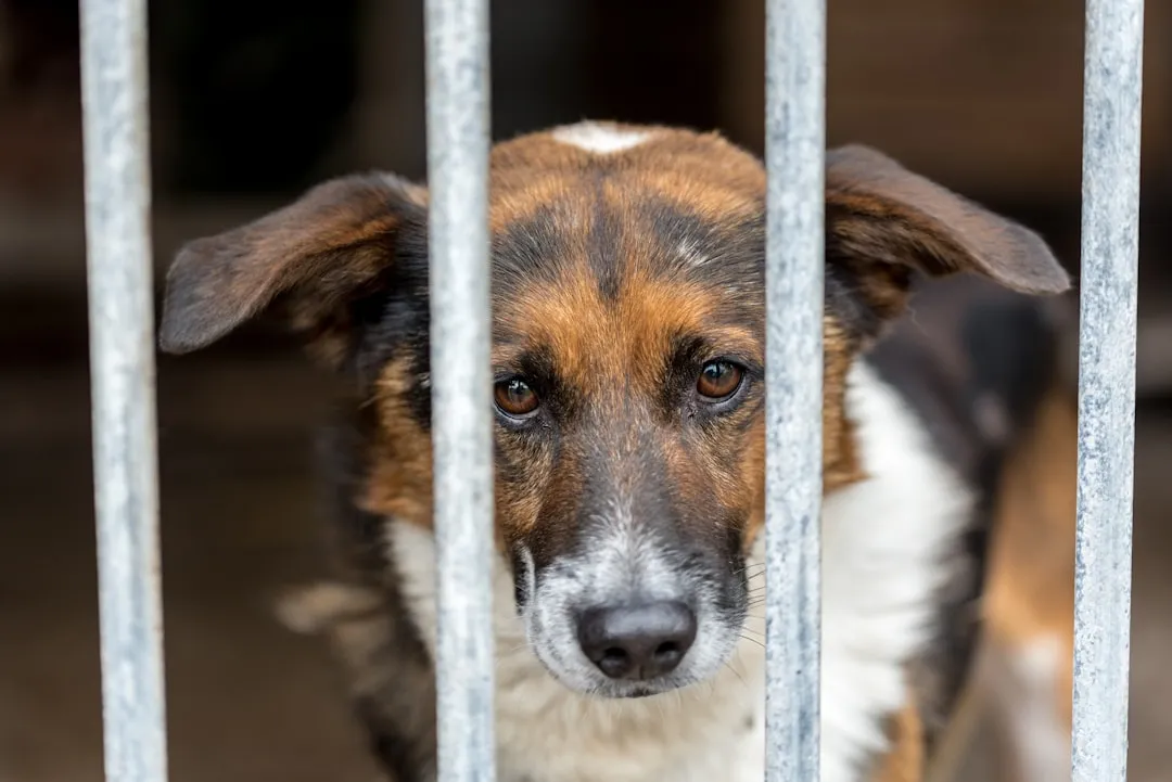 #15 - Long-Term Shelter Dogs Who Only Feel Safe In One Kennel (Image Credits: Unsplash)