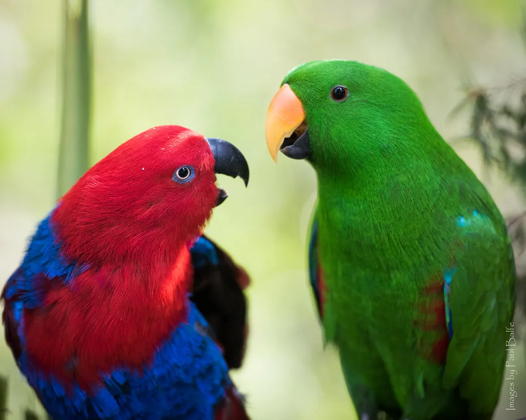 #13 Eclectus Parrots (PaulBalfe, Flickr, CC BY 2.0)