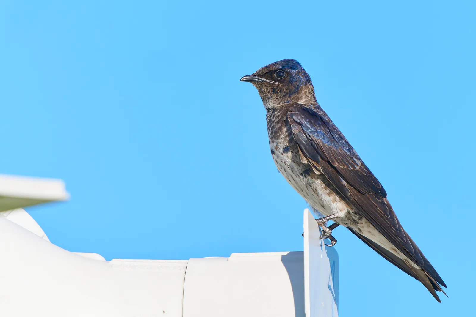 #26 - Purple Martin: The "Human-Dependent" Swallow We're Letting Down (By Paul Danese, CC BY-SA 4.0)