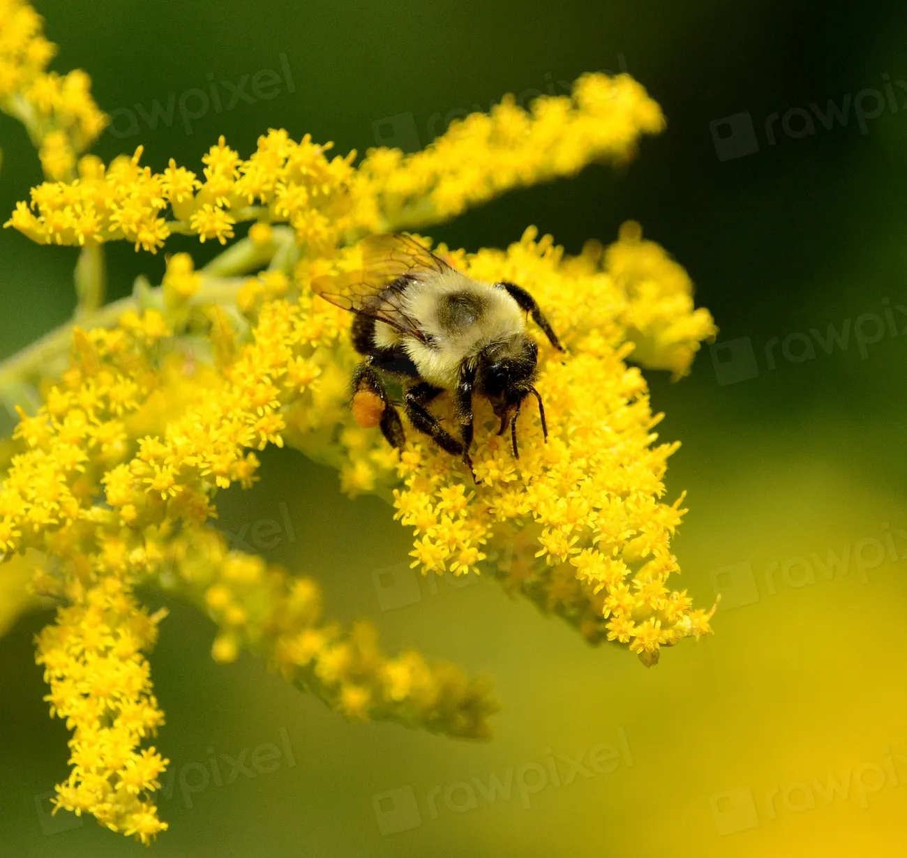 3. Replace Exotic Ornamentals with Native Plants (Image Credits: Rawpixel)