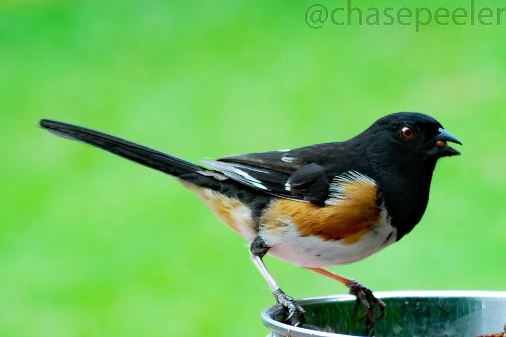 #29 - Eastern Towhee: The Leaf-Scratcher Losing Ground (chasepeeler, Flickr, CC BY 2.0)