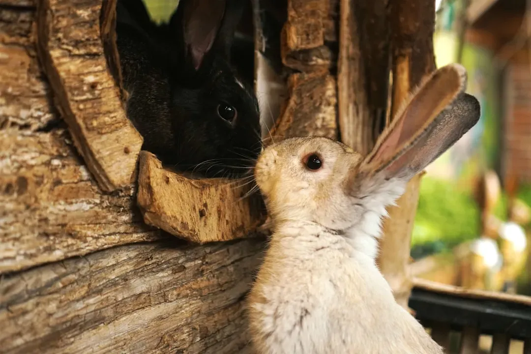Conclusion: Your Rabbit Is Telling You Something (Image Credits: Unsplash)