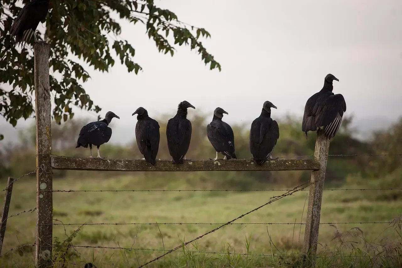 The Quiet Value of Experienced Birding Communities (Image Credits: Pixabay)
