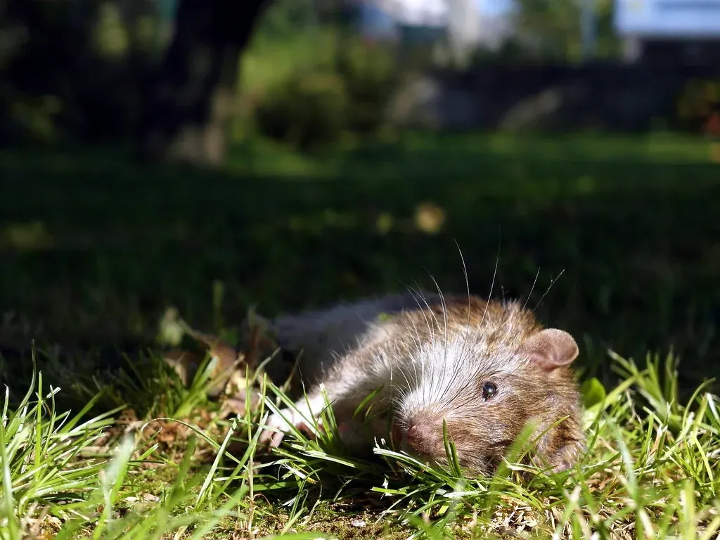 Rodenticides and Pest Control Products (Image Credits: Flickr)