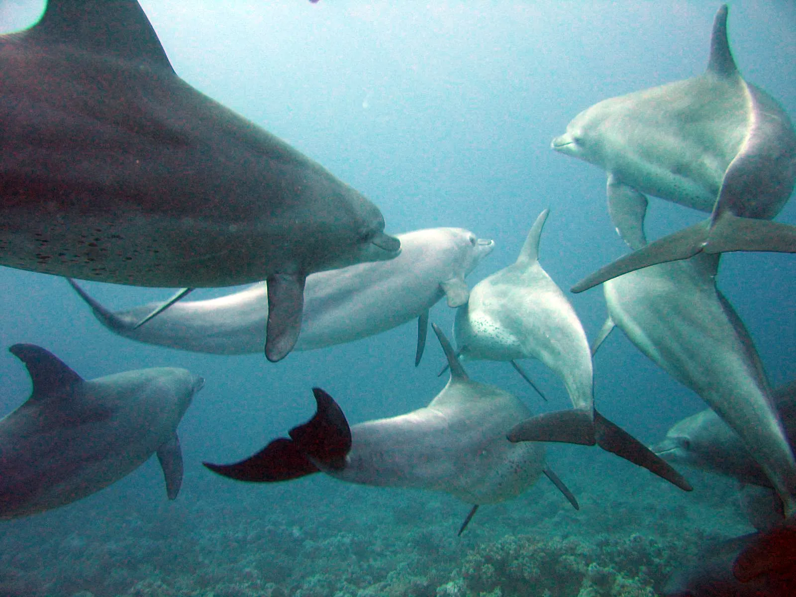 Conclusion: The Ocean Is Speaking, But Are We Really Listening? (By Serguei S. Dukachev, CC BY-SA 3.0)