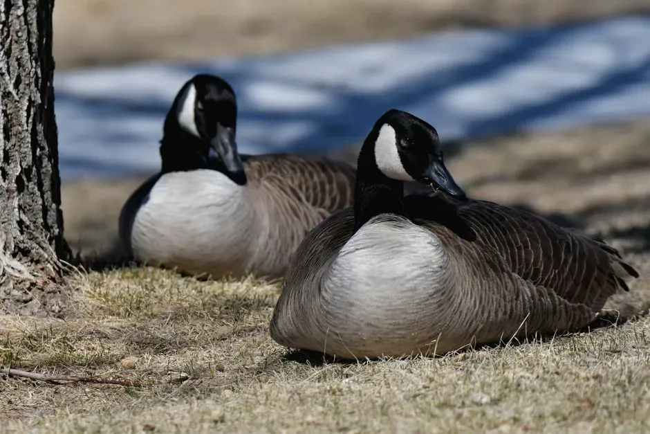 #6: They Grieve the Loss of a Mate (Image Credits: Pexels)