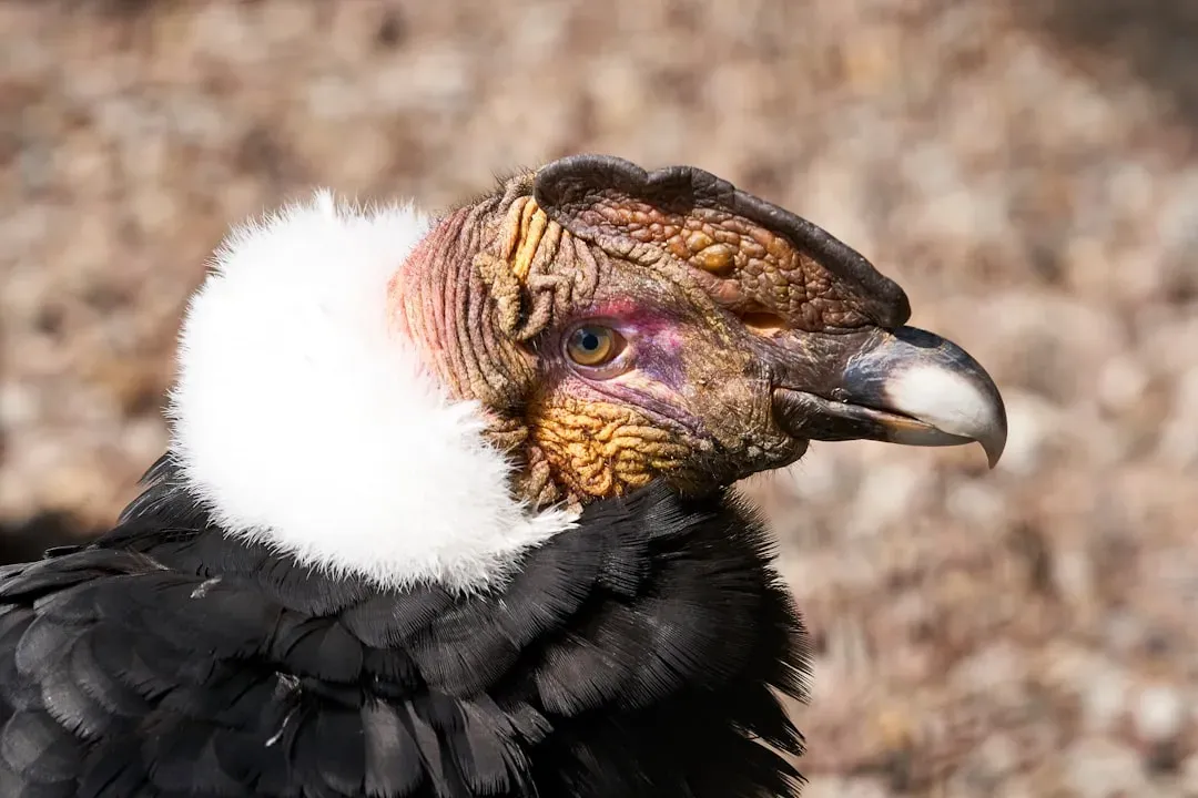 #3: Their Bald Heads Are a Hygiene Adaptation (Image Credits: Unsplash)